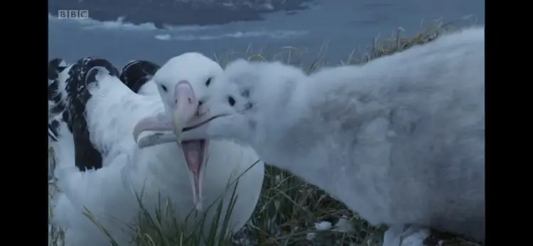 Wandering albatross (Diomedea exulans) as shown in Frozen Planet - Spring